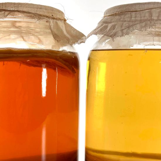 Close up view of two fermentors of kombucha