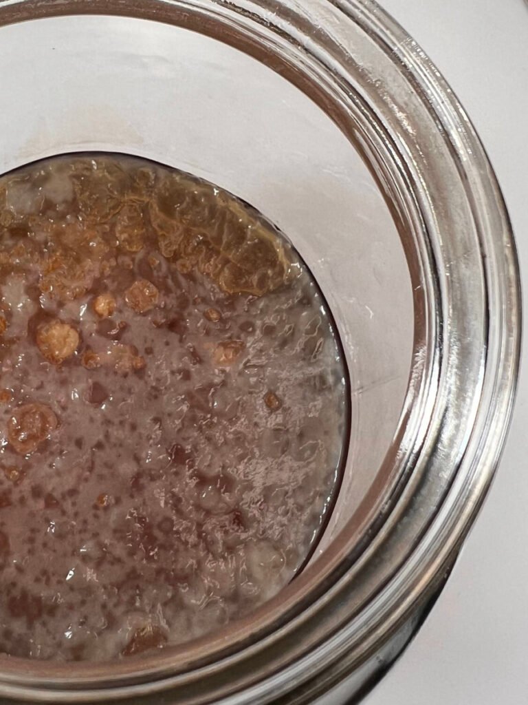 Top view of a new SCOBY growing