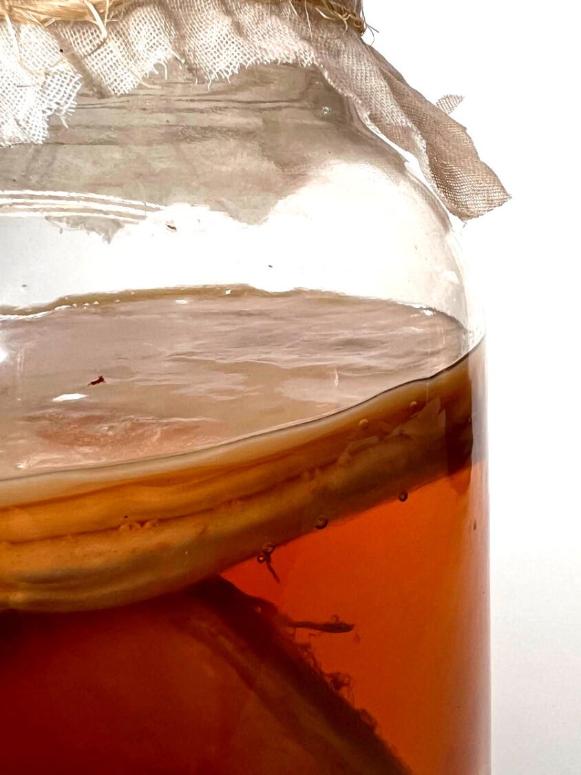 multiple scobys in kombucha