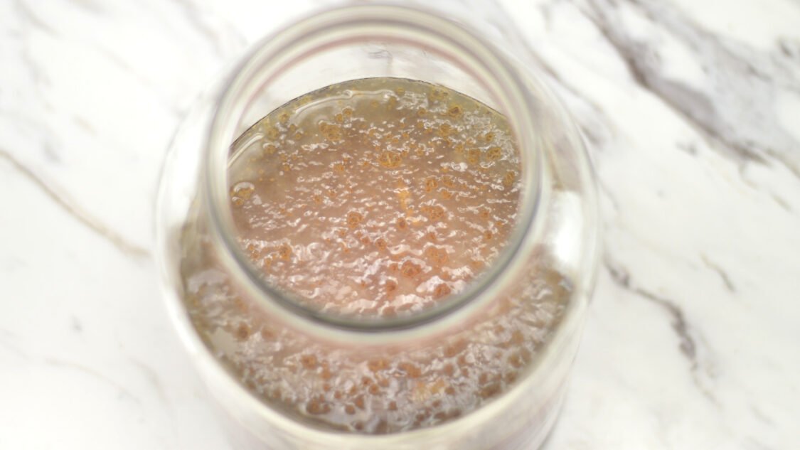 Young Kombucha SCOBY