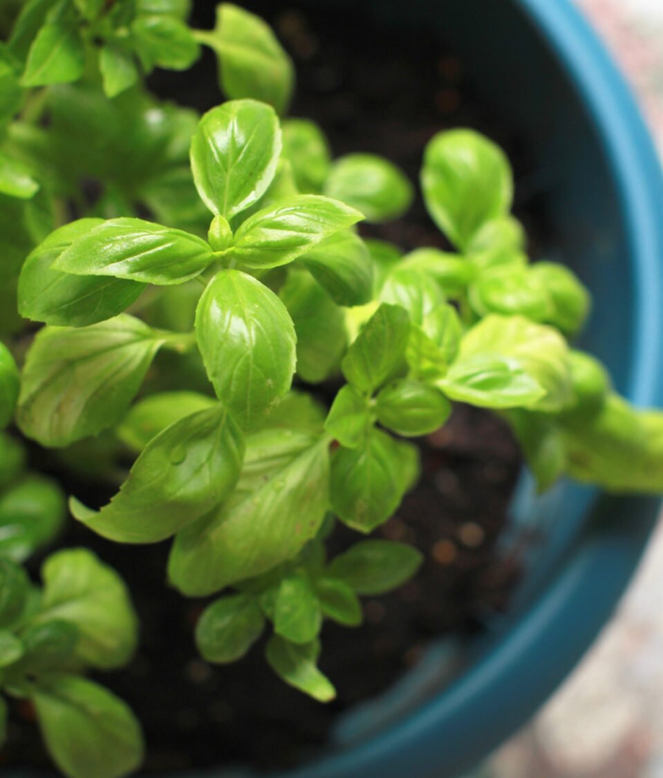 basil plant