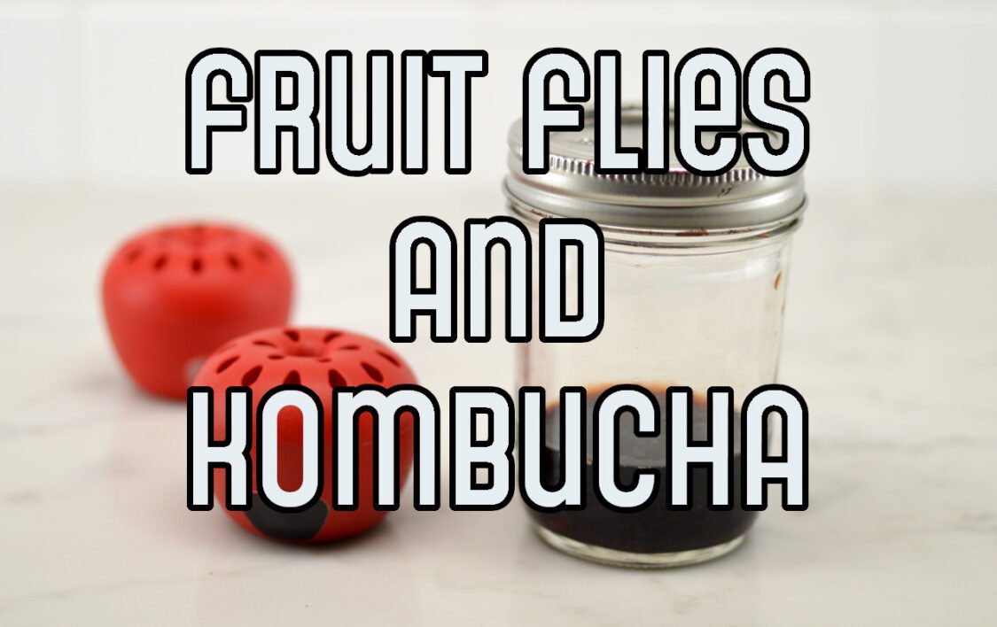 fruit flies and kombucha
