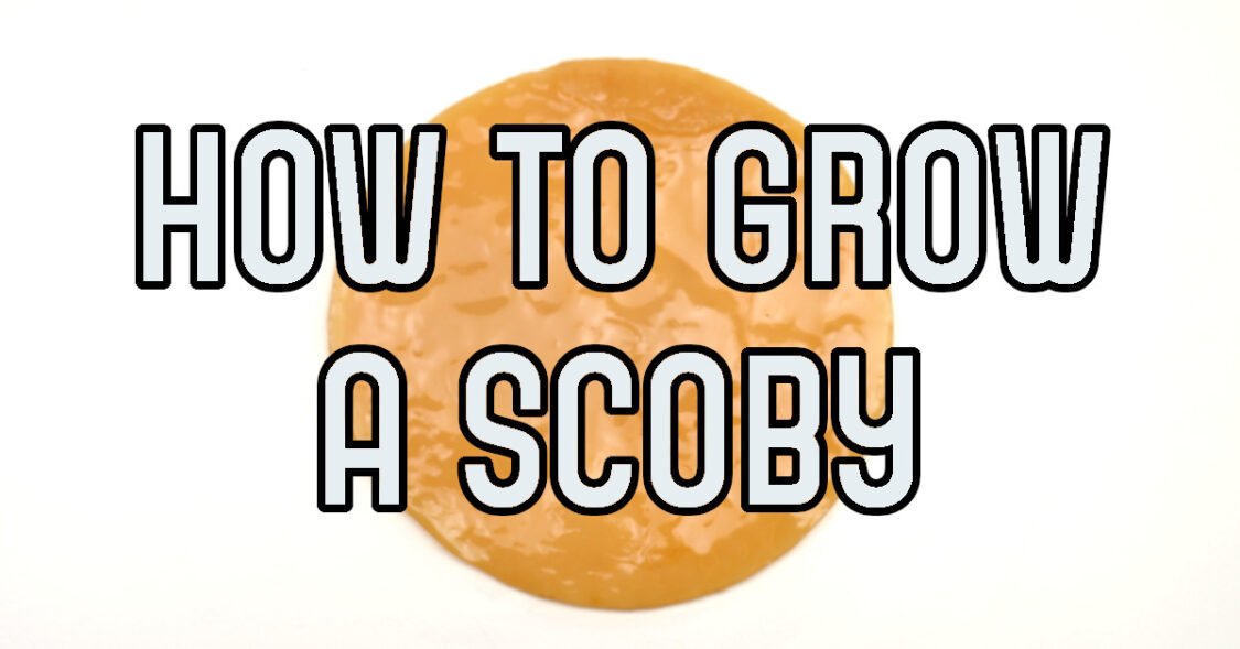 how to grow a SCOBY