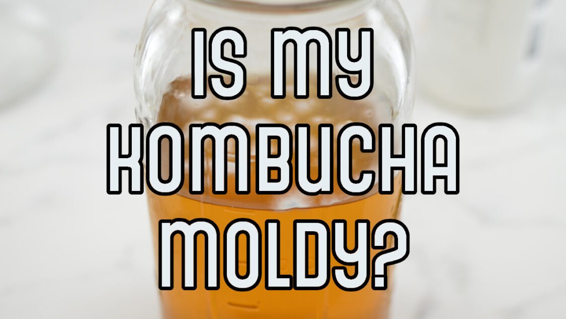 is my kombucha moldy