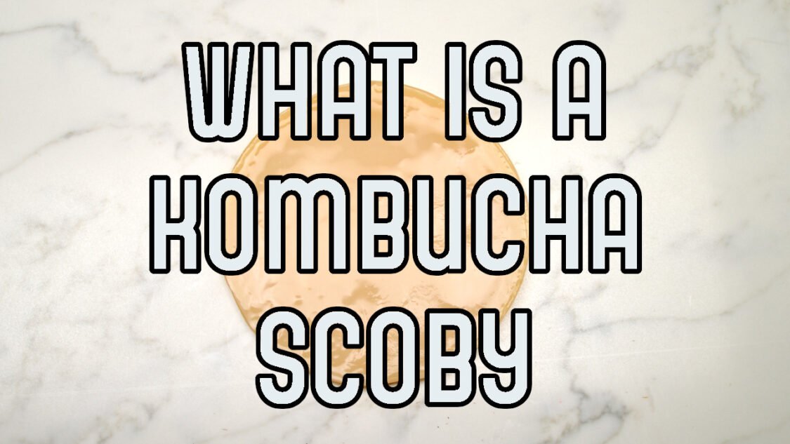 what is a kombucha scoby