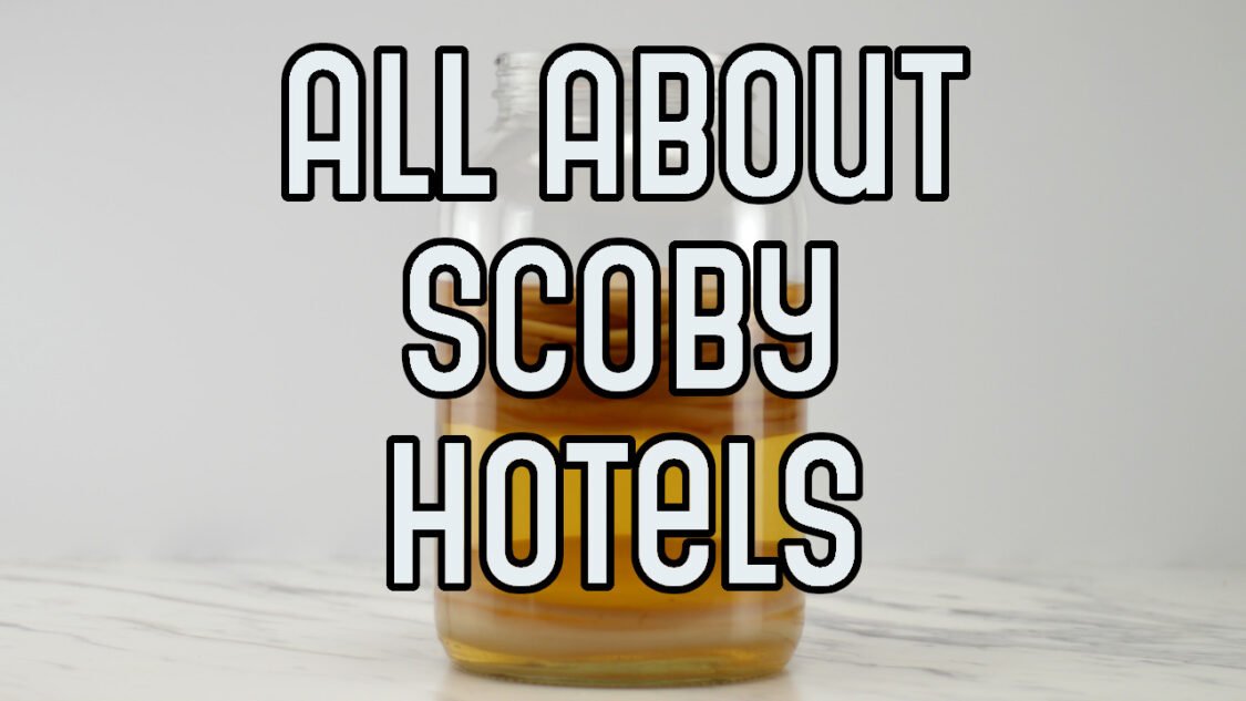 all about SCOBY hotels