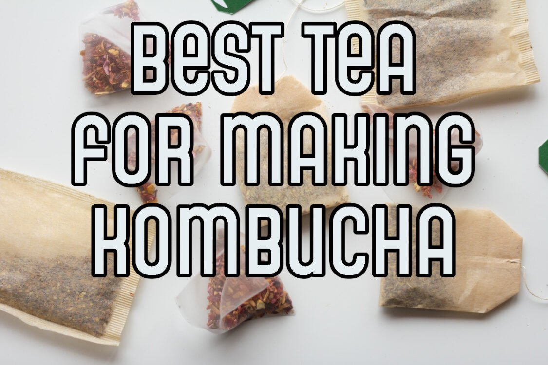 best tea for making kombucha