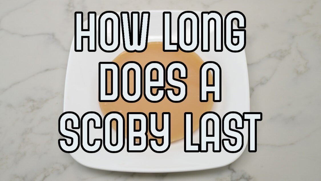 how long does a SCOBY last