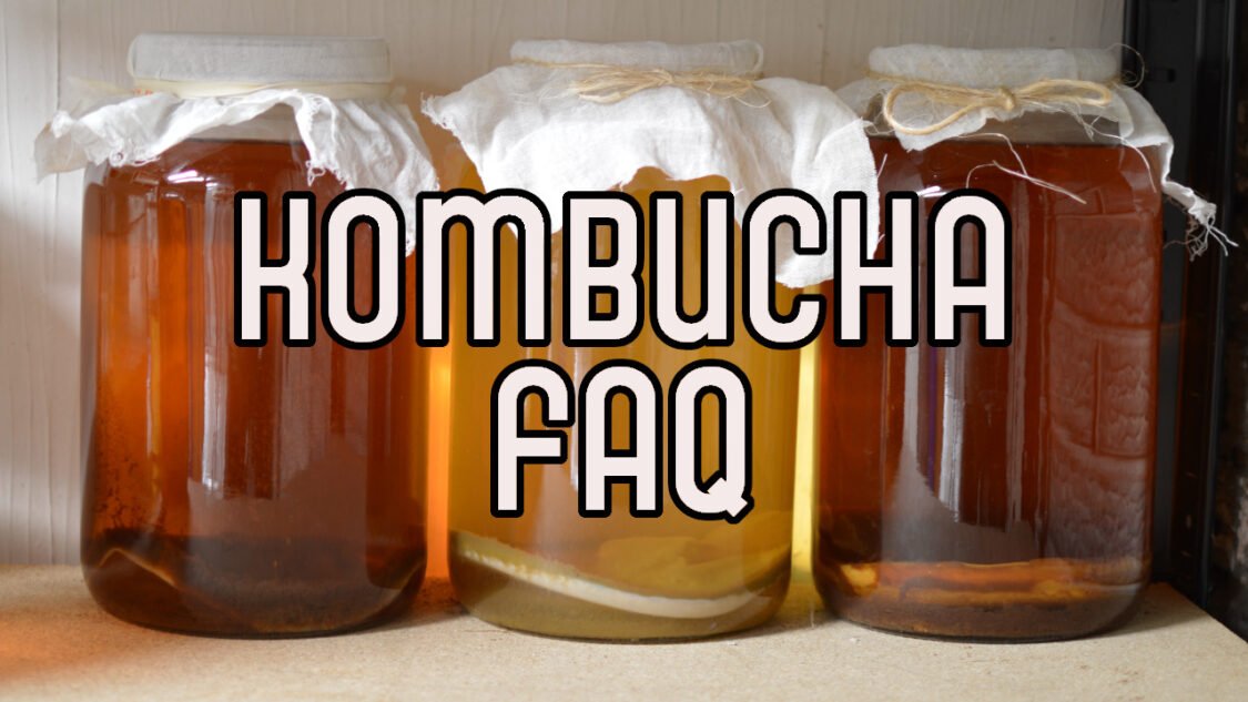 kombucha frequently asked questions