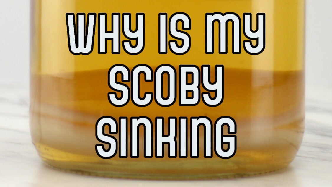 why is my SCOBY sinking