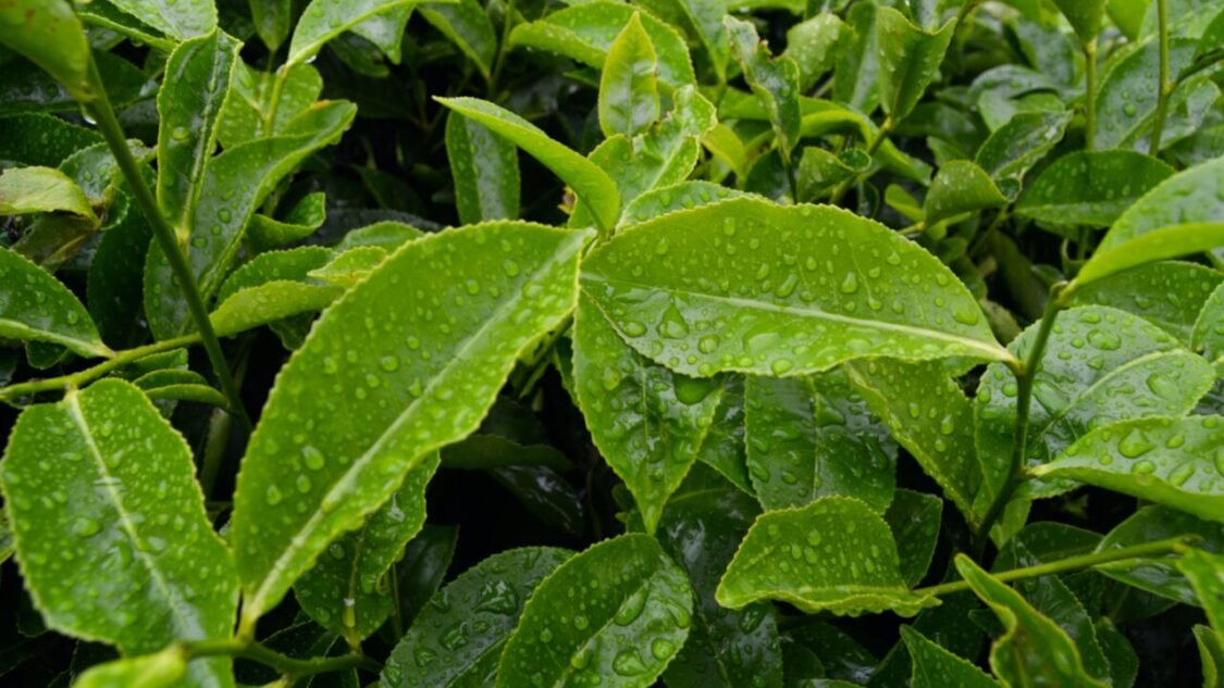 Tea leaves with dew