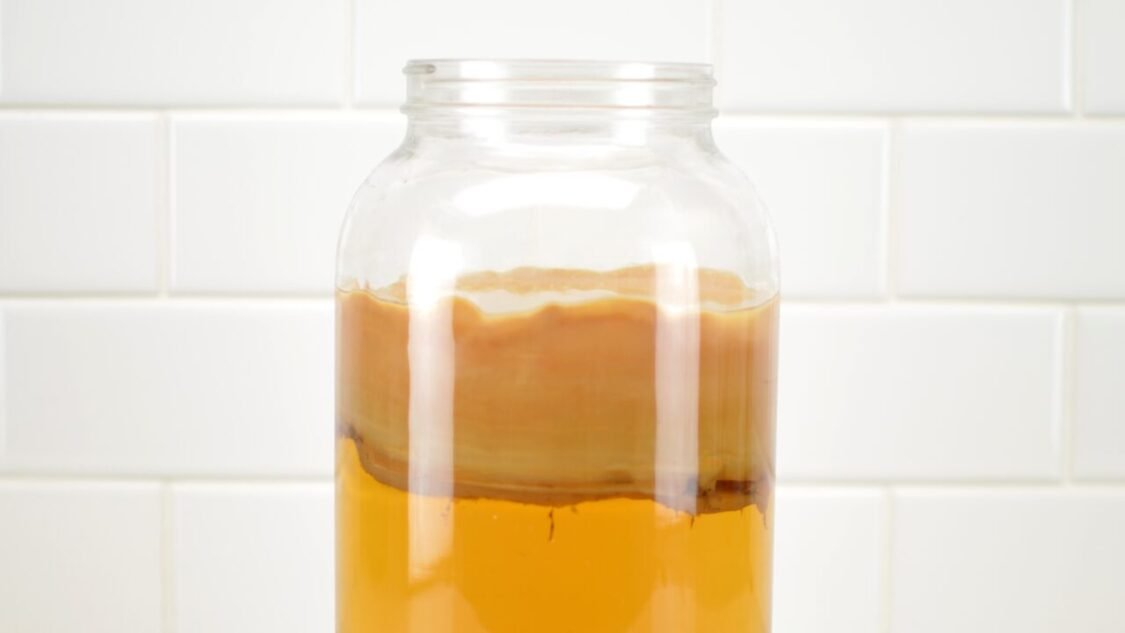 Thick Kombucha SCOBY